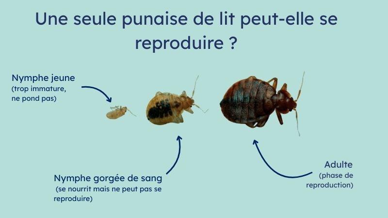 différents stades du développement d''une punaise de lit pour montrer à partir de quand elle peut se reproduire seule.