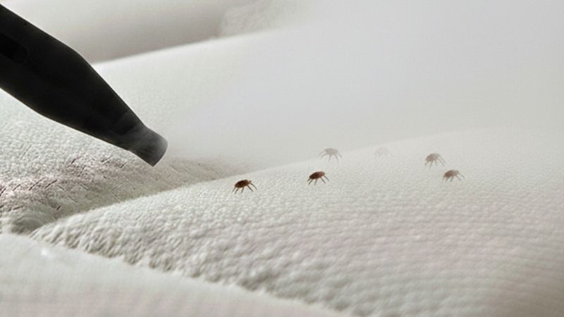 Utilisation d'un nettoyeur vapeur contre des punaises de lit sur un matelas