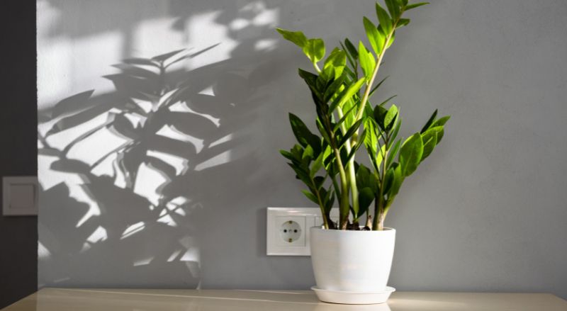 8 plantes d'intérieur qui n'ont pas besoin de lumière