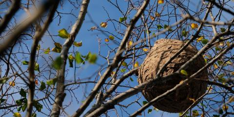 Comment trouver un nid de frelons ? La méthode sans danger 