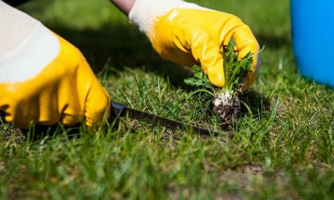 Personne équipée de gants, en train de désherber un jardin
