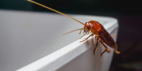 solutions pour éliminer les cafards dans un logement