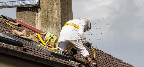 Suppression d'un nid de guêpe dans le toit