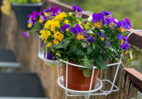 Pot de fleur sur un balcon