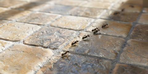 Pourquoi j'ai des fourmis chez moi ? Ne traitez pas au hasard !