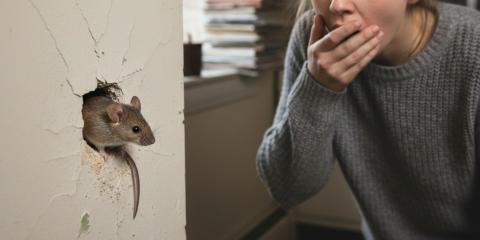 Souris dans les murs : que faire pour s'en débarrasser ?